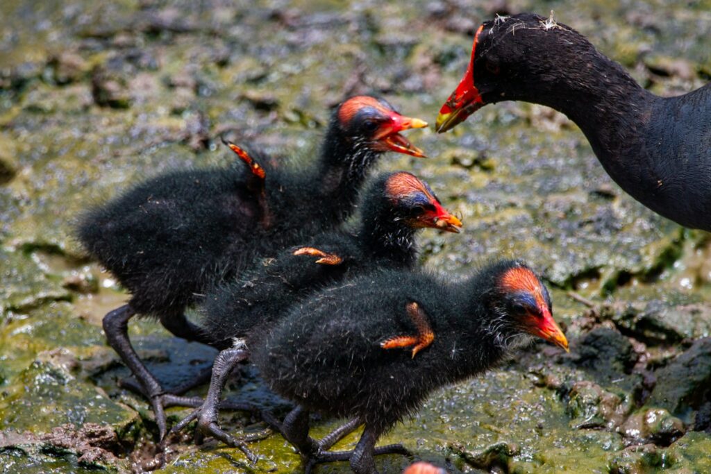 Modern Birds Parenting