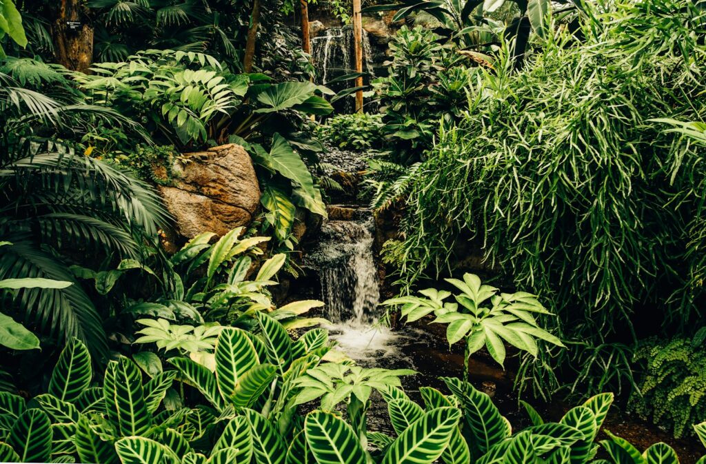 Lush tropical garden with diverse green foliage and a small cascading waterfall in the center, creating a serene and vibrant atmosphere.
