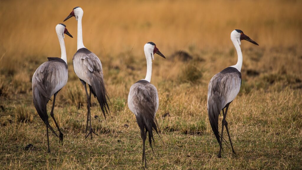 The Evolution of Feathers Before Flight