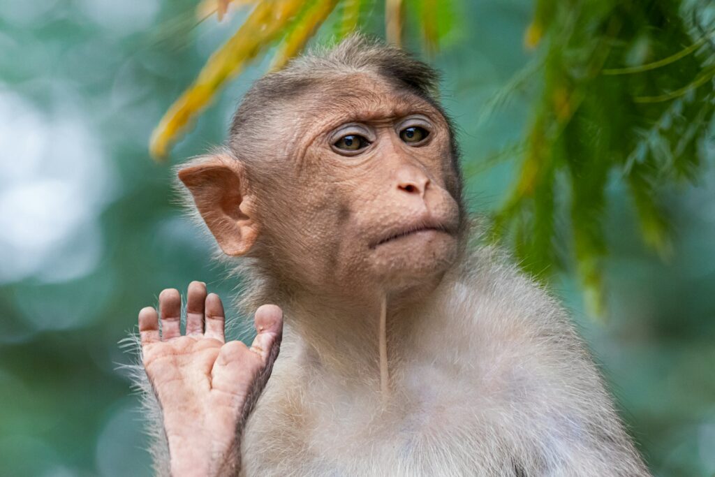Illuminating Human Origins