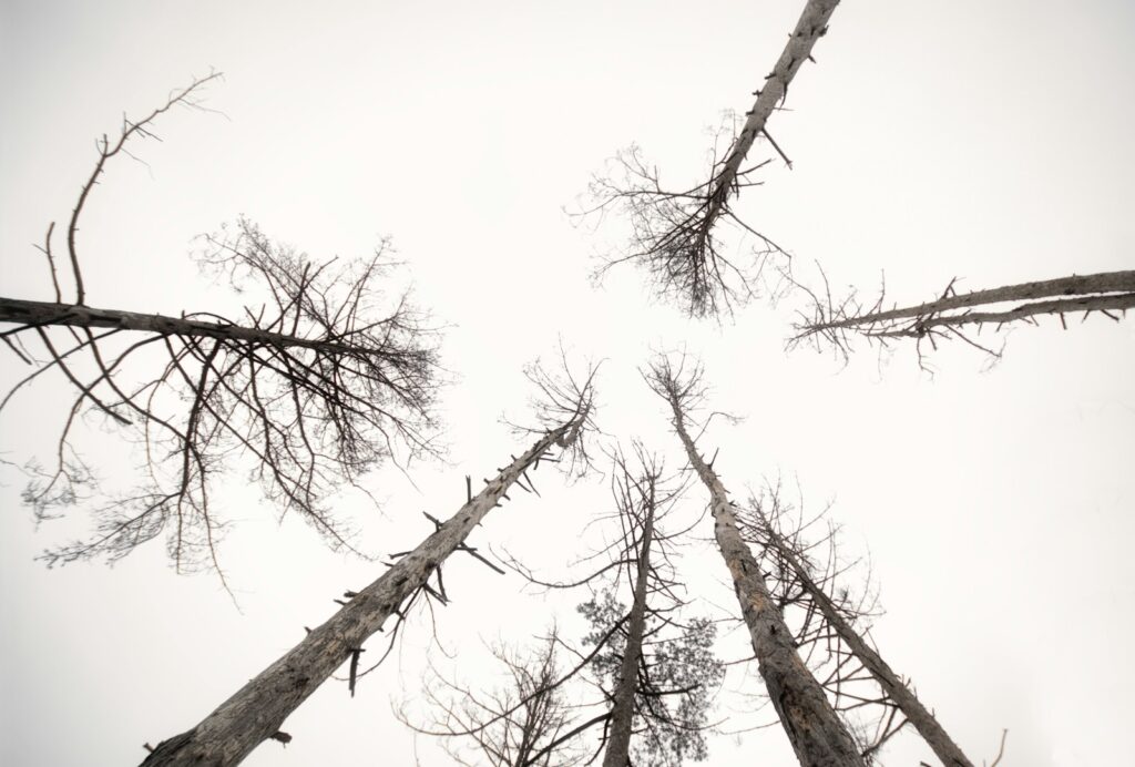 Upward view of several tall, bare trees against an overcast sky. Branches are sparse, creating a stark, serene winter atmosphere.