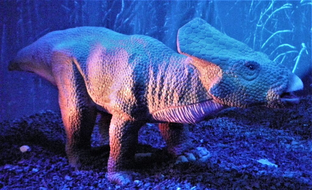 A small dinosaur model with textured skin and frill, illuminated in blue and purple light, stands on a dark, rocky surface in an exhibit.
