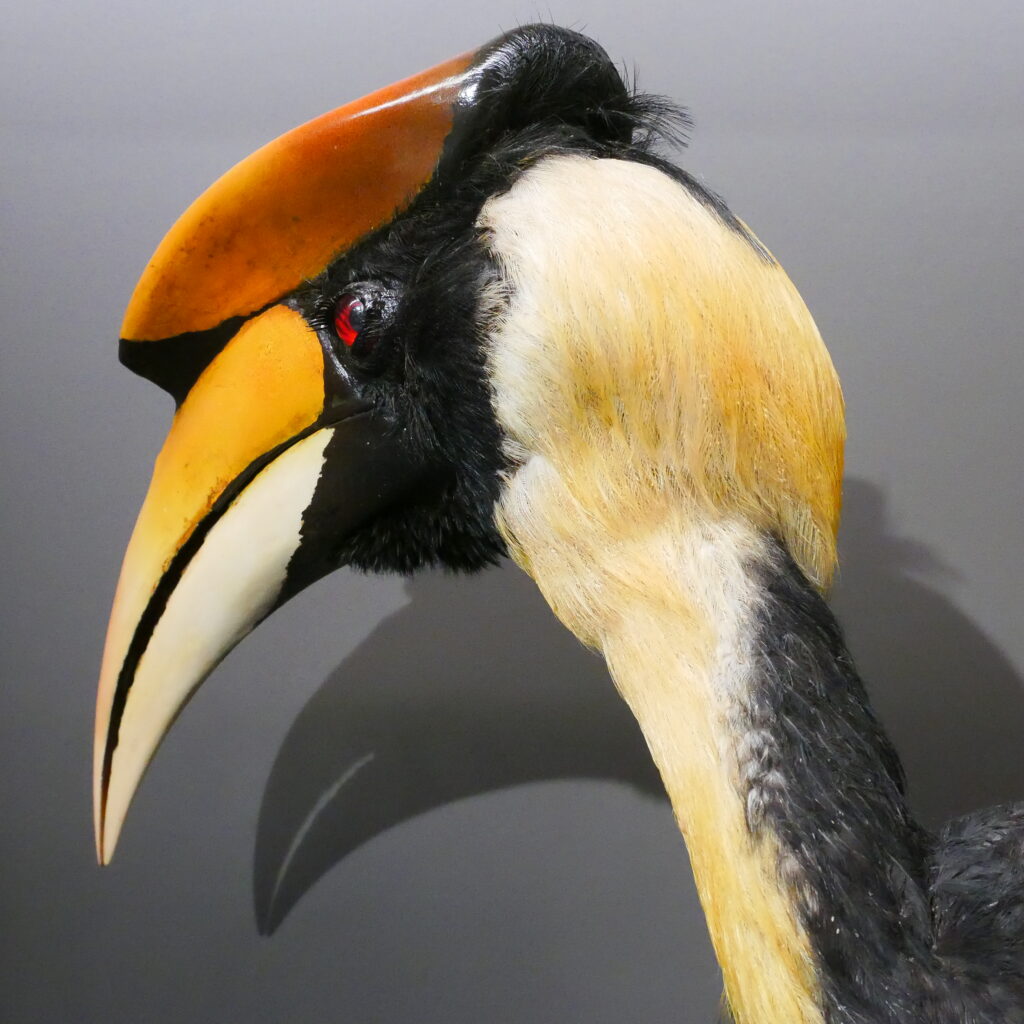 Close-up of a colorful hornbill bird with a large, curved yellow and black beak. Its eye is vivid red, and the plumage is mainly black and cream.