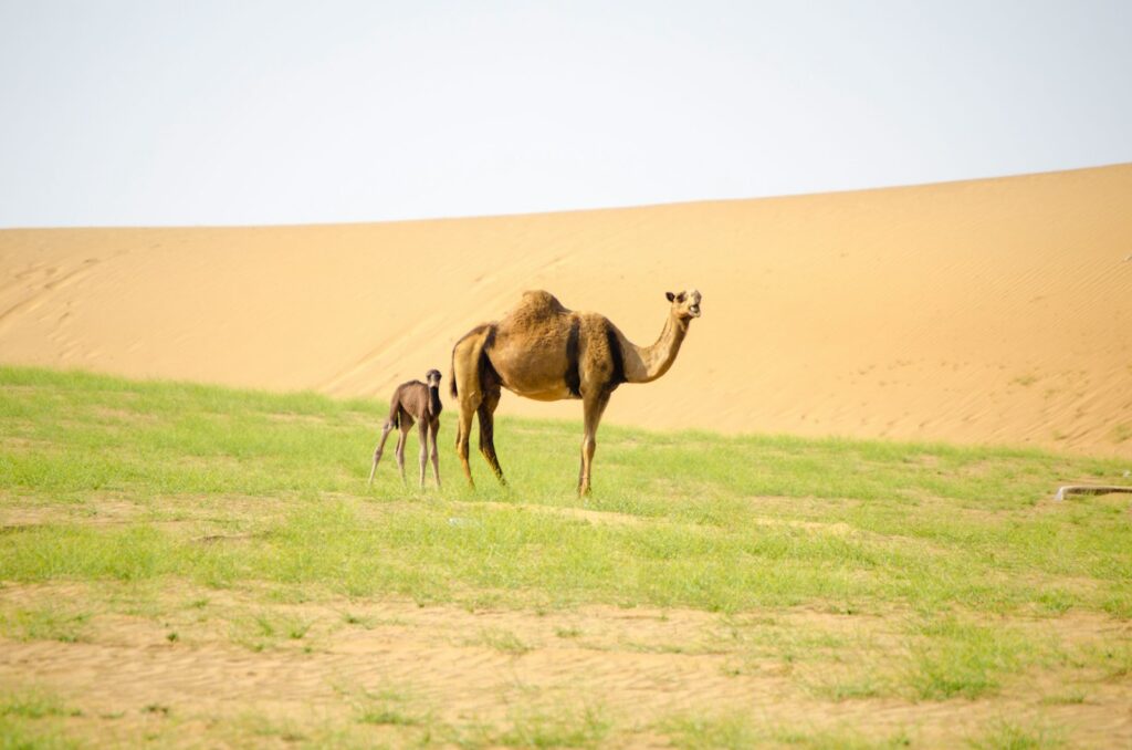 brown camels on desert during daytime