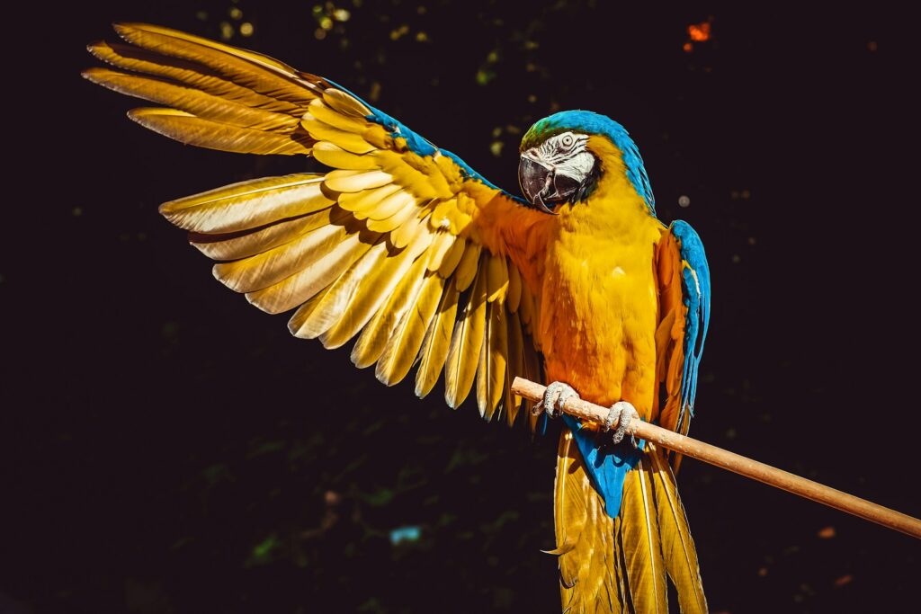 Vibrant parrot perched on a branch, with vivid blue and yellow feathers. Its wings are spread open against a dark background, conveying a sense of freedom.