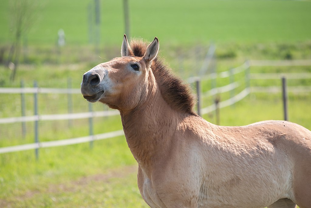 Przewalksi stallion in Schöningen/Germany