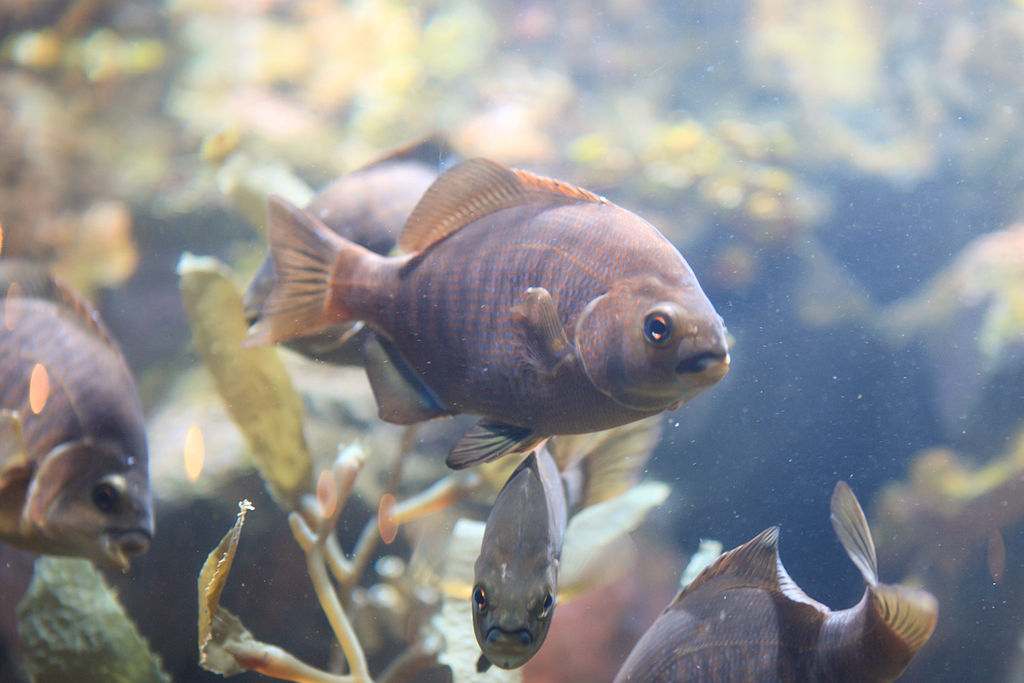 marine ecosystem