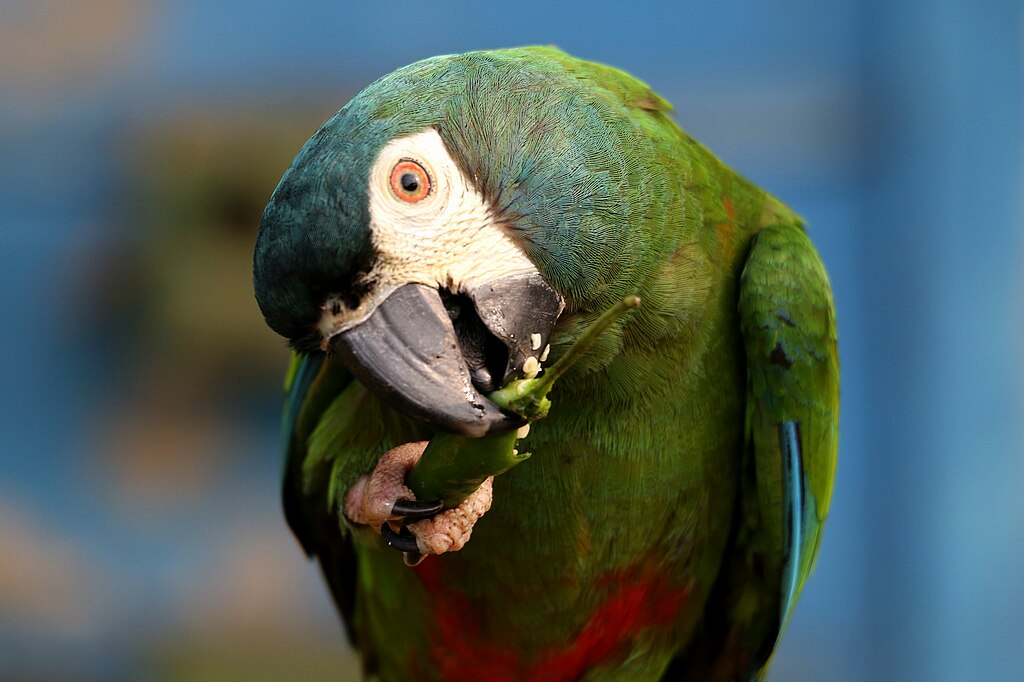 A parrot eating chilli.