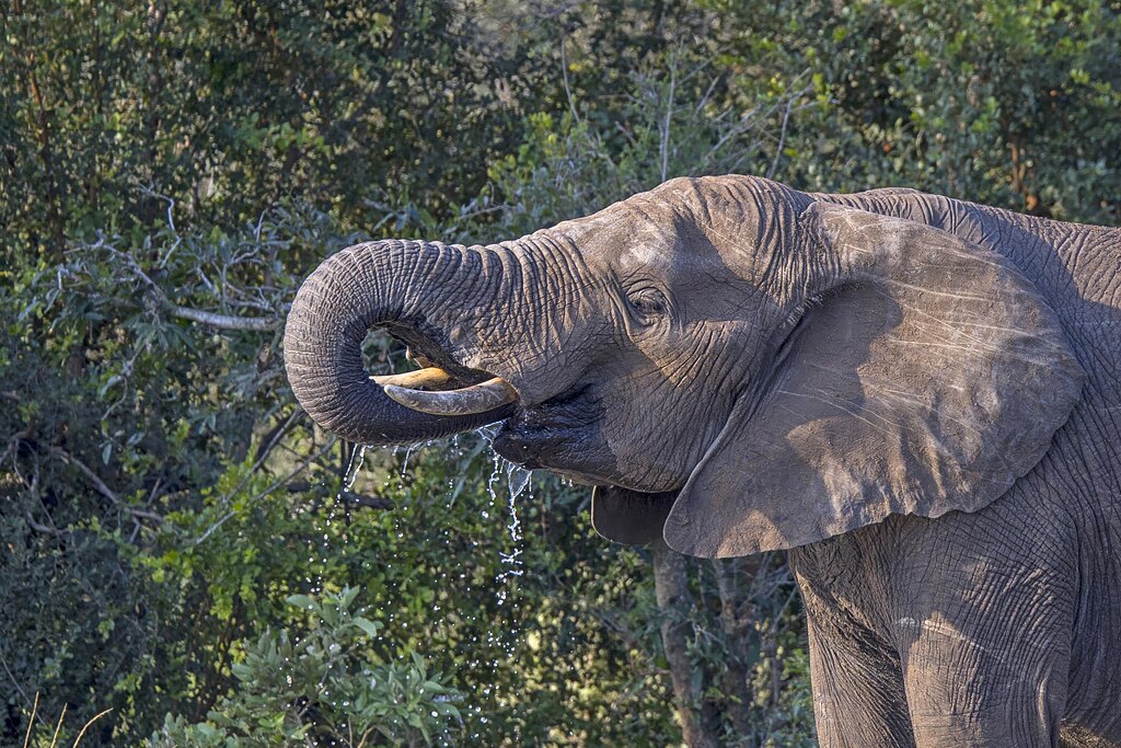 African bush elephant