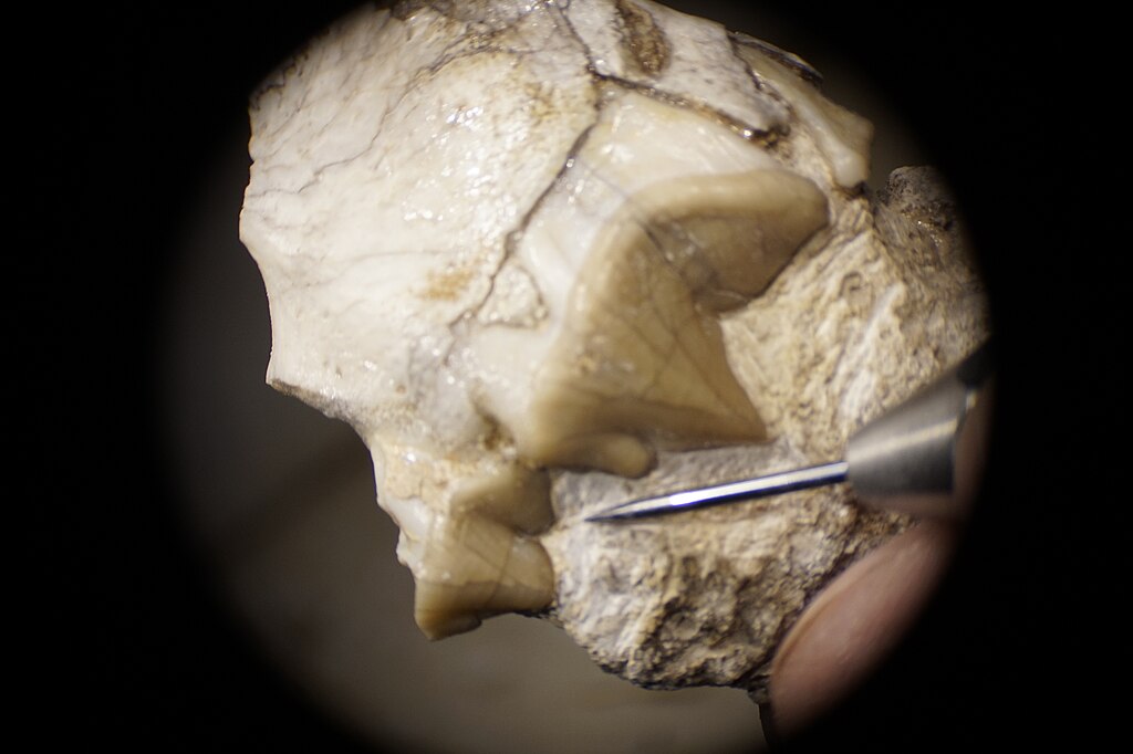 Airscribing upper teeth in skull fragment