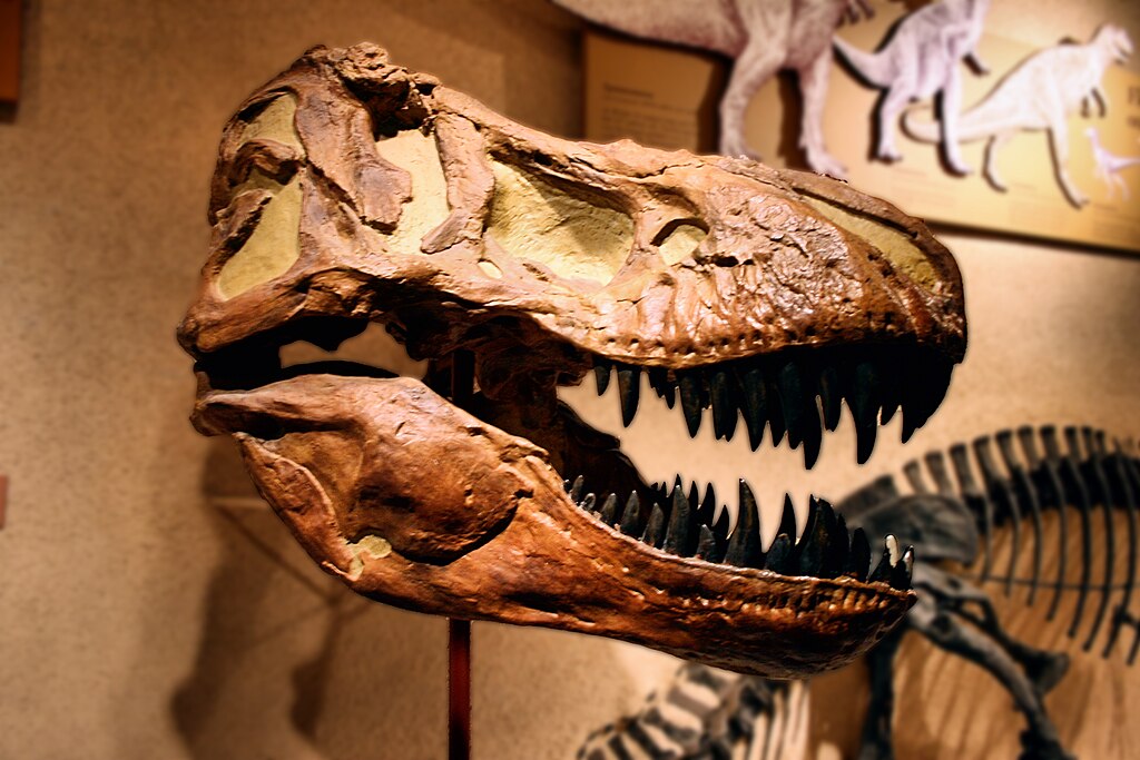 Albertosaurus skull on display at the Natural History Museum, Smithsonian Institution, Washington, D.C., USA.