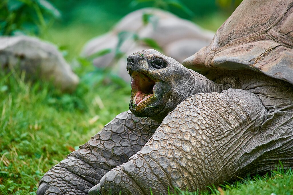 Aldabra giant tortoise (aldabrachelys gigantea), the only recent representative of the Seychelles giant tortoise genus, at Krefeld Zoo, Germany