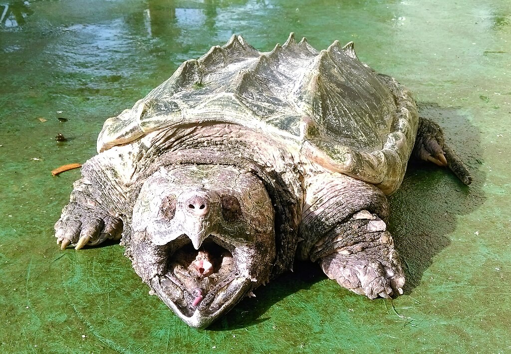 Alligator Snapping Turtle in Shoushan Zoo