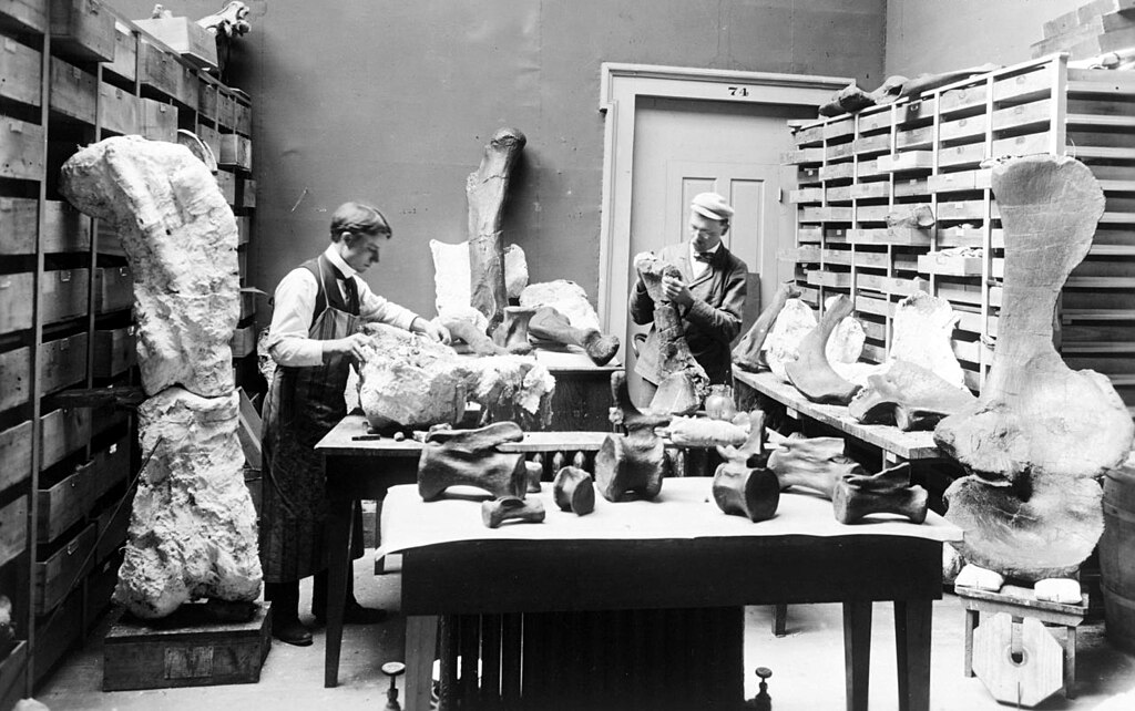 Elmer Riggs, the first curator of Fossil Mammals wearing cap and field laboratory assistant Harold W. Menke preparing Grand Junction Colorado fossils including the Brachiosaurus altithorax femur still in plaster jacket at left, Paleontology Laboratory, Field Columbian Museum, Geology specimen, December 1, 1894.
