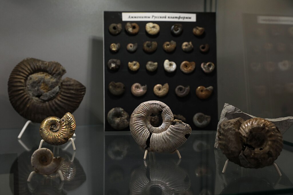 Ammonites of the Sarmatian Sea 