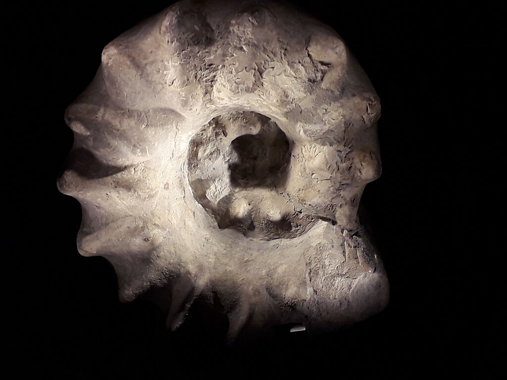 Ammonite