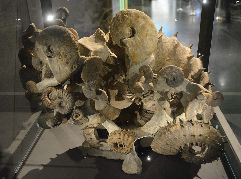 Ammoniten im Zoologischen Museum Oslo