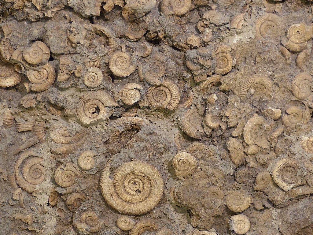 This ammonite bank found near Schlaifhausen (a collection of Dactylioceras athleticum) is shown at the Museum Bergér in Eichstett, Germany.