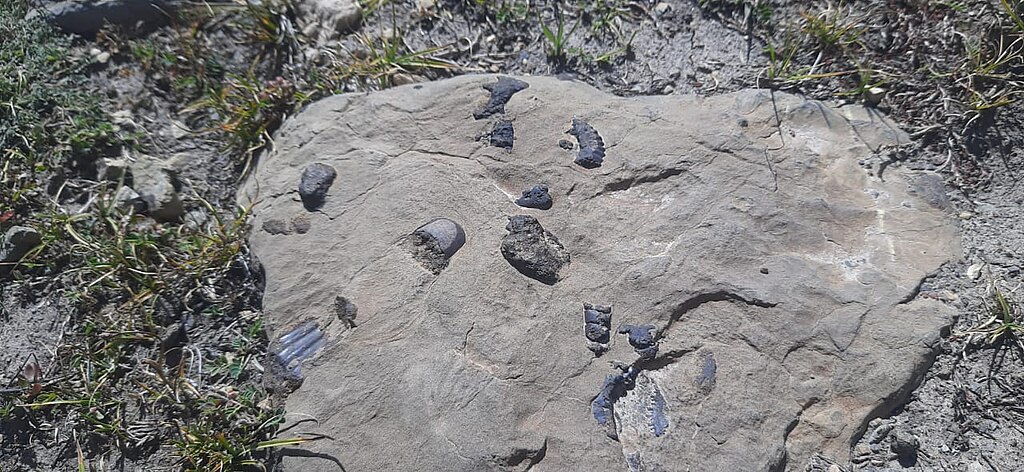 Fossils of Ammonites found embedded in a rock in the Himalayas in Parvati Kund.
