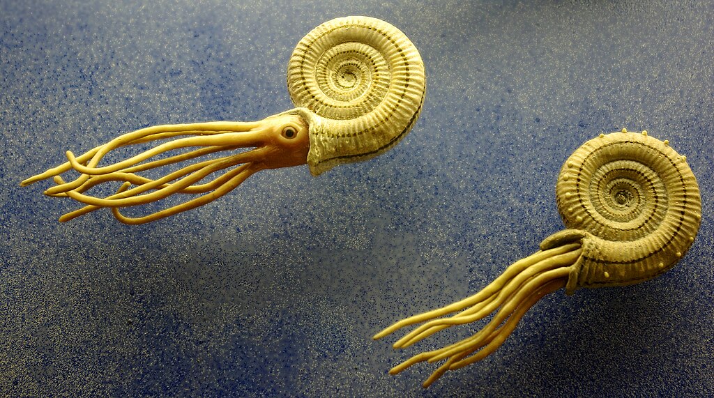 Reconstruction of ammonoids