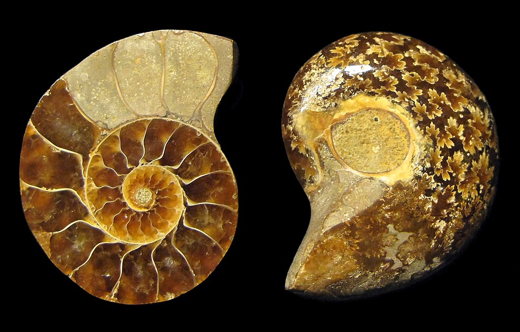 Ammonoidea fossil - inside and outside
