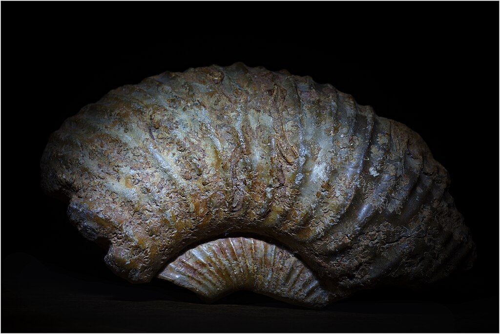 Ammonites from India