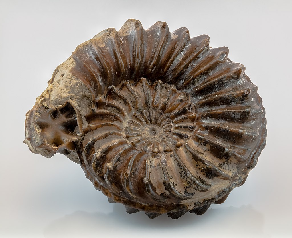 Focus stacked image (composed of 50 frames) of a complete stock of a ammonites of the species Pleuroceras quadratum found in Ebensfeld, Germany. 