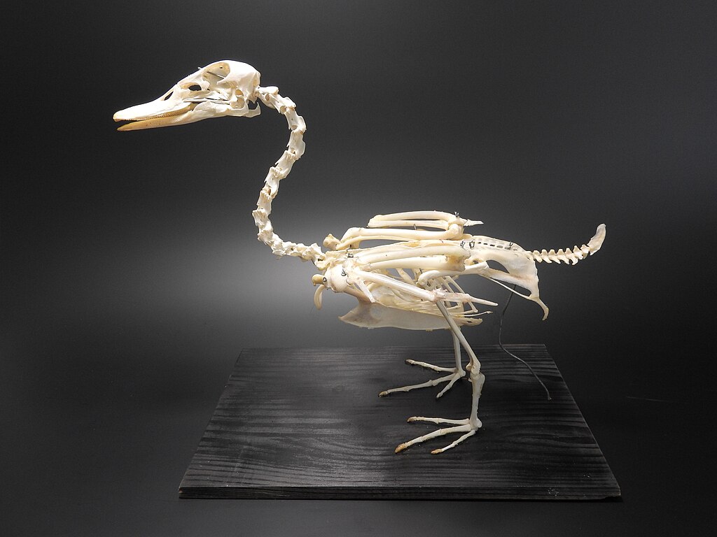 Anatidae (Anseriformes) anatomy