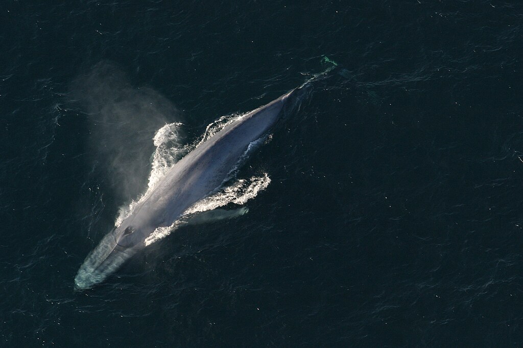 Blue whale.