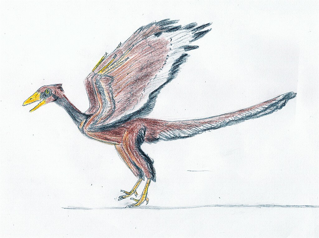 Archaeopteryx litographica from the Late Jurassic of Germany