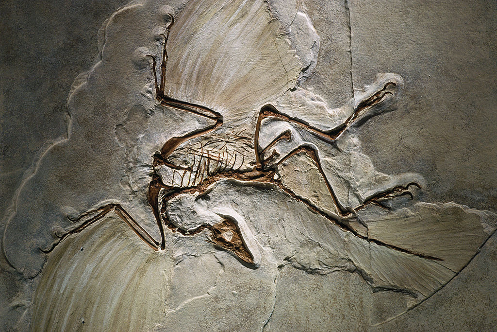Archaeopteryx fossil