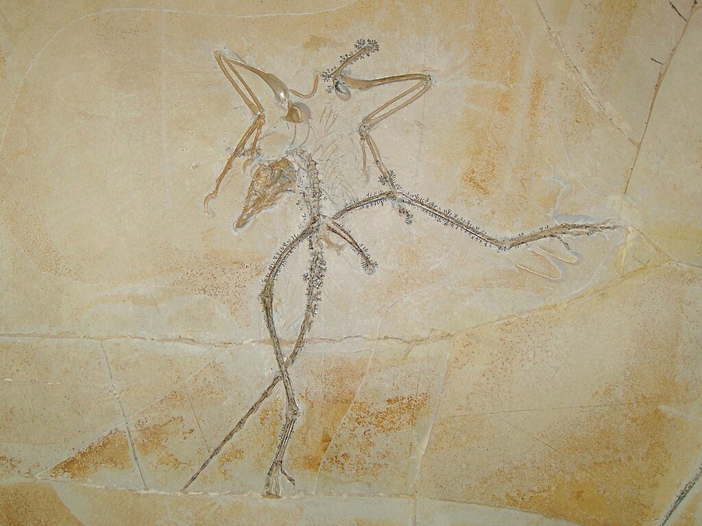 Archaeopteryx lithographica Thermopolis