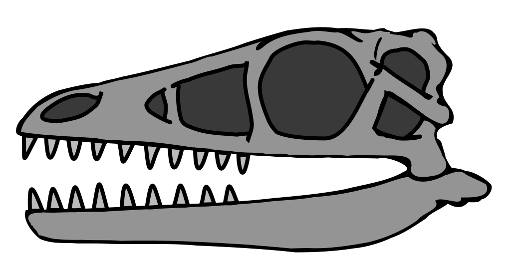 Archaeopteryx skull