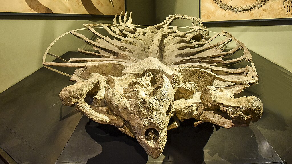 Archelon ischyros Naturhistorisches Museum Wenen