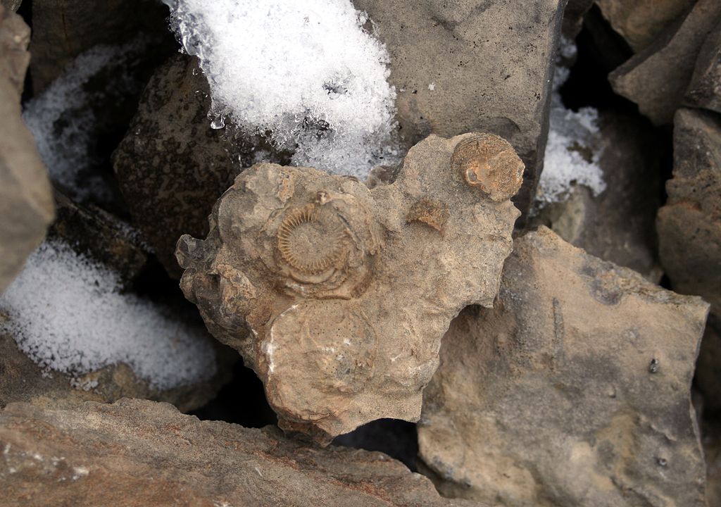 Arctic fossils