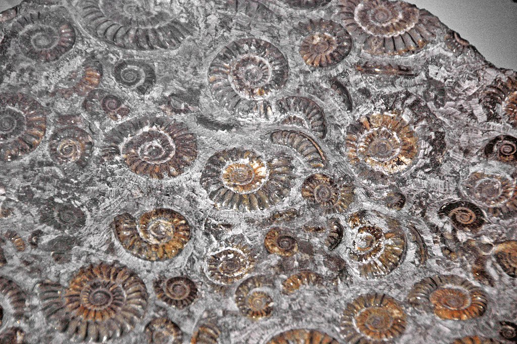Arietites conybeari (fossil ammonites)