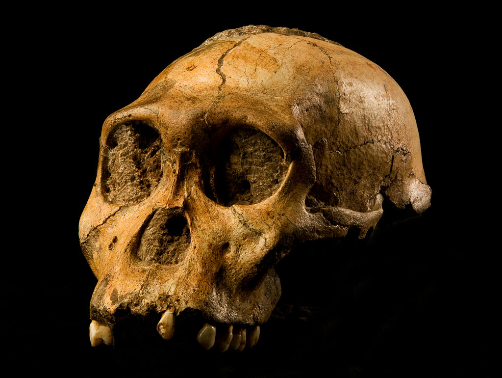 The cranium of Malapa hominid 1 (MH1) from South Africa, named "Karabo". The combined fossil remains of this juvenile male is designated as the holotype for Australopithecus sediba.