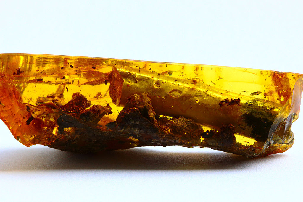 Baltic amber with plant inclusions