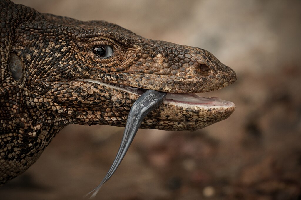 Bengal monitor at Anawilundawa Bird Sanctuary