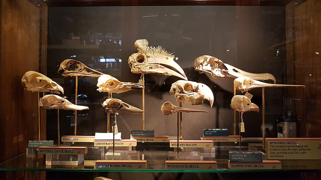 Bird skulls in the Grant Museum of Zoology, London