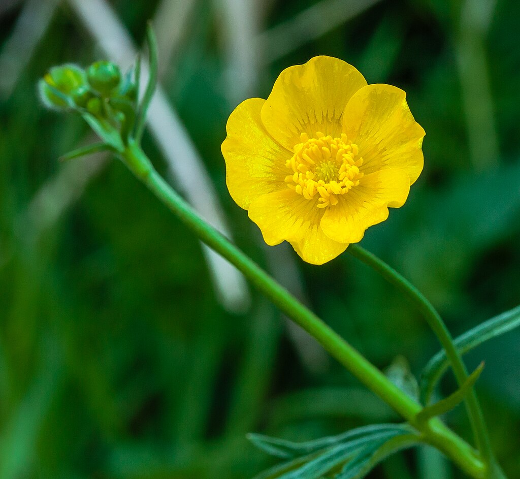 Boterbloem (Ranunculus)