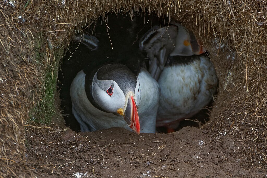 Burrow of Atlantic puffins in a colony in Bakkagerði, Iceland