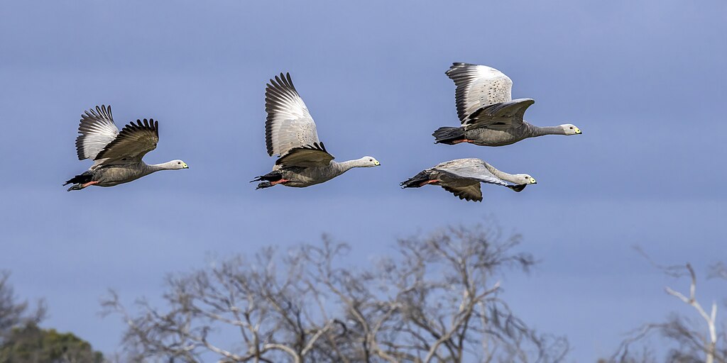 Cape Barren geese (Cereopsis novaehollandiae) in flight Kangaroo Island