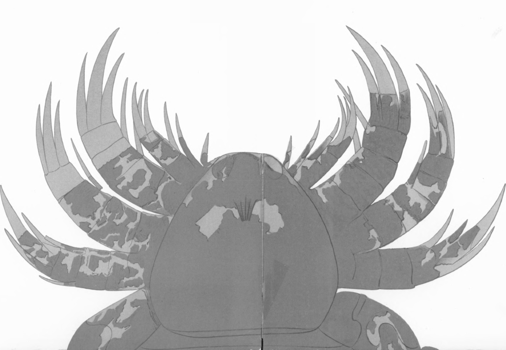 Fossil of eurypterid Carcinosoma newlini