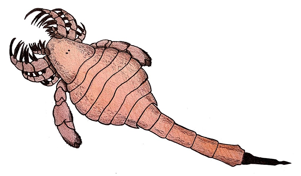 Carcinosoma newlini