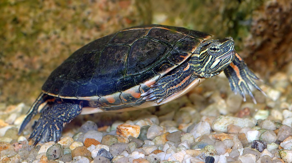 This image shows a male Southern Painted Turtle (Chrysemys picta dorsalis)