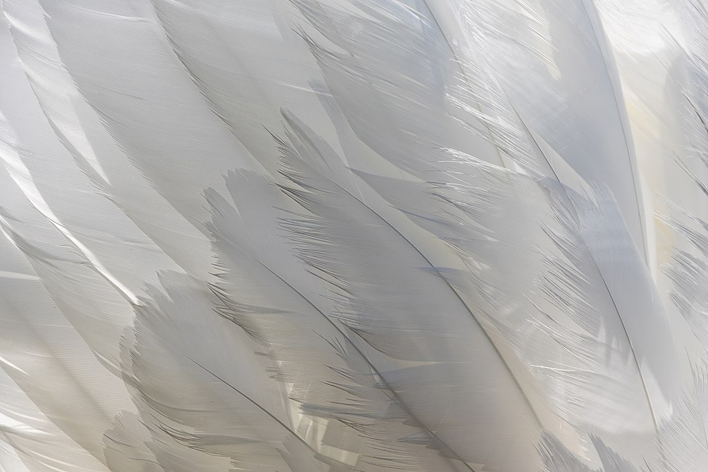 swan feathers