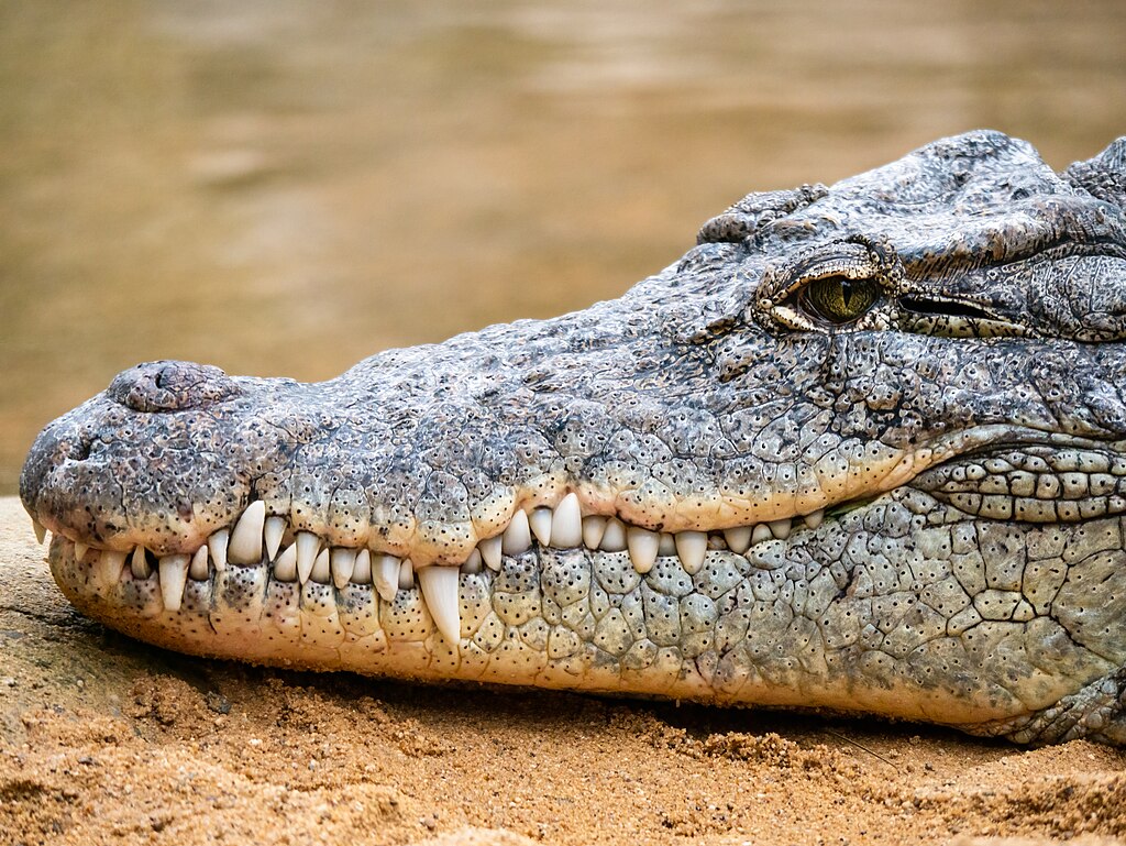 Crocodile at Cologne Zoo