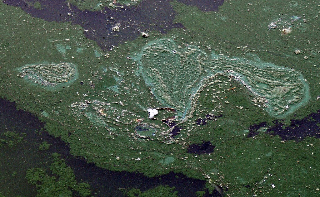 Cyanobacteria