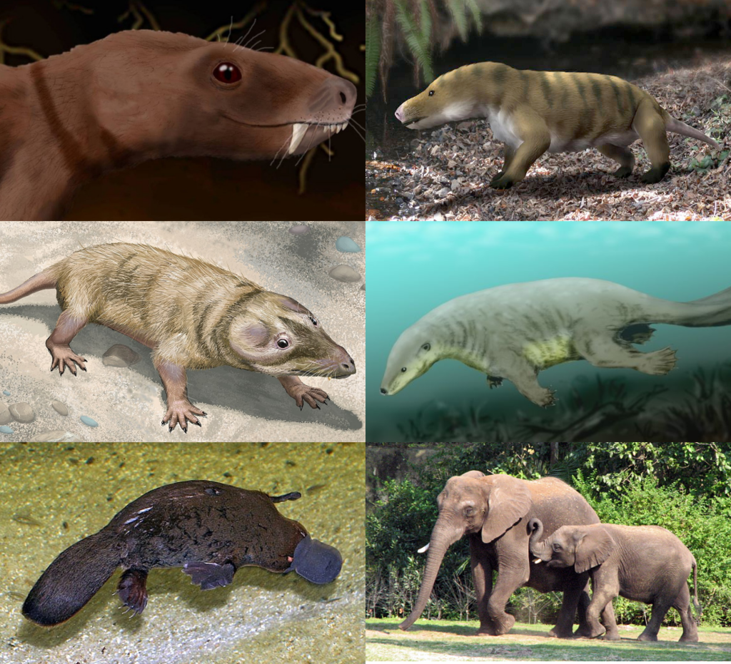 Diversity of Cynodontia